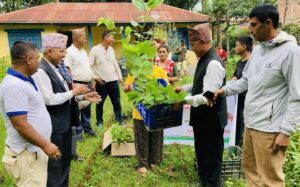 किसानलाई ६४ हजार डालेघाँसका बिरुवा वितरण