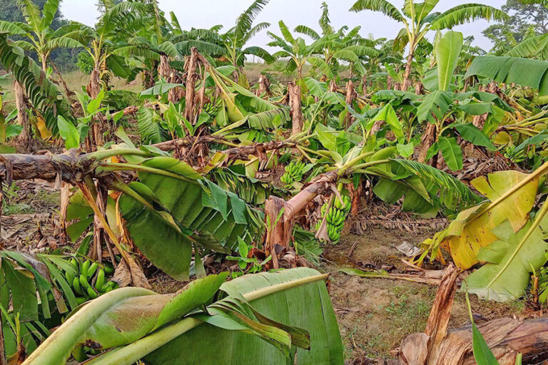 हुरीका कारण केरामा क्षति