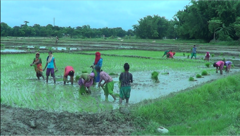 देशभर एक लाख ३७ हजार हेक्टर जमिन रोपाइँ