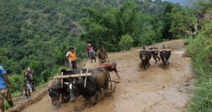 मुलुकभर ३८ प्रतिशत रोपाइँ सम्पन्न