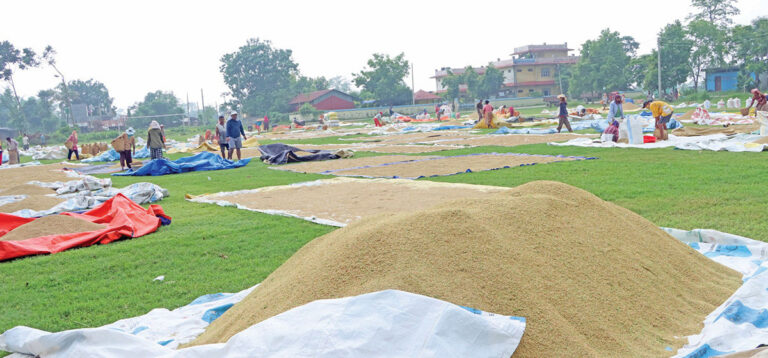 चैते धान उत्पादनमा वृद्धि