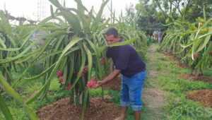 ‘ड्रागन’खेतीबाट प्रशस्त आम्दानी गदै ढकाल