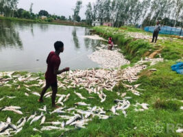 साठी लाख बराबरको माछा मरेपछि …..