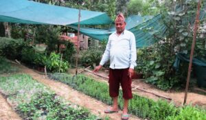 नर्सरी व्यवसायमा धामी परिवारका तीन दशक
