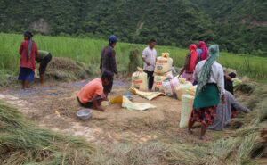 प्युठानका किसानलाई चैतेधान भित्र्याउने चटारो