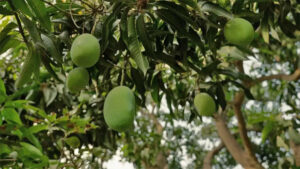 सुनसरीमा आँप उत्पादन घट्यो
