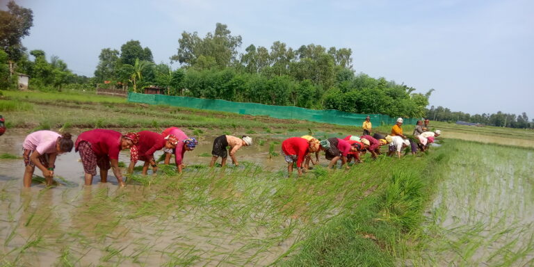 रुपन्देहीमा बोरिङको भरमा धान रोपाइँ