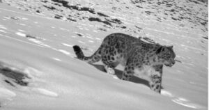 मुस्ताङमा हिउँ चितुवाको सर्वेक्षण सुरु