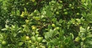 बाँझिएकोे जमिनलाई फाँडेर रहरलाग्दो कागतीखेती