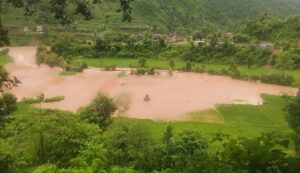 नुवाकोटमा बाढीले सयौँ रोपनी धानखेत बगरमा परिणत