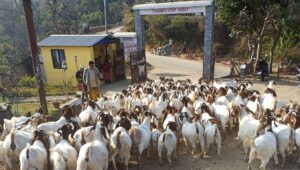 बोयर बोका र खरी जातको बाख्राको माग उच्च