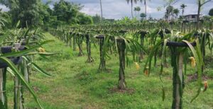 ‘ड्रागनफ्रुट’ खेतीप्रति इलामका किसान आकर्षित