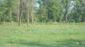 मौवा संरक्षणमा लुम्बिनी प्रदेश सरकारको चासो