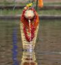 श्रावण शुक्ल पञ्चमीः नागको पूजा, आराधना गरी नागपञ्चमी पर्व मनाइँदै