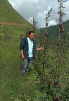 ढोरपाटनमा सामूहिक स्याउखेती