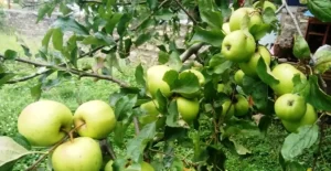 काँचो स्याउ सङ्कलन गर्ने व्यापारीका गोदाममा ताला