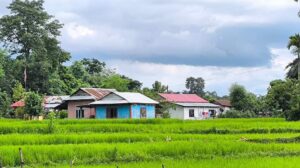 व्यावसायिक कृषि क्षेत्रमा आकर्षित बालचन खोरियाका किसान