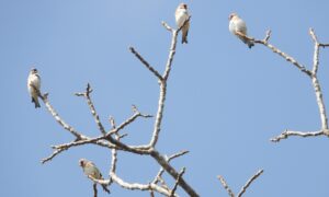 गुल्मीको रेसुङ्गा र मदानेमा भेटिए नयाँ प्रजातिका आठ चरा