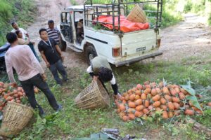 आम्दानीको बलियो स्रोत भुइँकटहरखेती