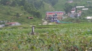 नागलाई खुसी पार्न नागपूजा गरिने