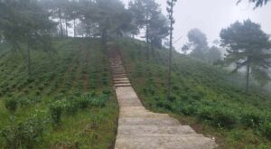 भोजपुरको आमचोकको चौध सय रोपनीमा चियाखेती