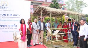 कोरियाले नेपाललाई दिएका गाईका बाछी स्थानीयलाई उपहार