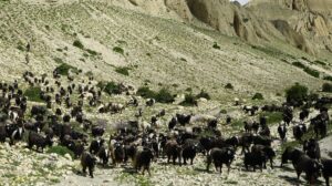 बुकीमा चरेका च्याङग्राको माग उच्च