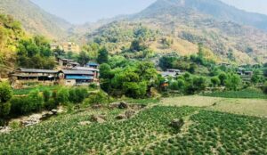 बागलुङमा ५६ हजार दुई सय ४० ‘मेट्रिकटन’ आलु उत्पादन