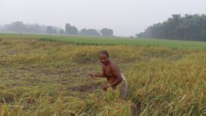 सुनसरीमा किसान भन्छन् : ‘यसपटकको दसैँ दशा भएर आयो’