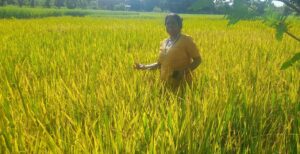 पसाउन लागेका धानको बोट सुक्न थालेपछि पाल्पाका कृषक चिन्तित