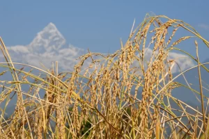 ‘जेठोबुढो’सहित कास्कीका कृषि उपज खाद्य कम्पनीले किन्ने
