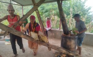 चिउरीको दाना पेलेर घ्यूको जोहो गरिँदै