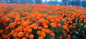 सयपत्री फूलखेतीबाट वार्षिक सात लाख बचत गर्दै लालबाबु