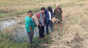 फेवाफाँटको जेठोबुढोमा गभारोः भित्राउने बेला धान न पराल