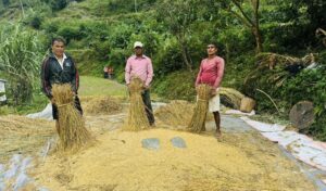 म्याग्दीमा धान र कोदोको उत्पादन बढ्यो