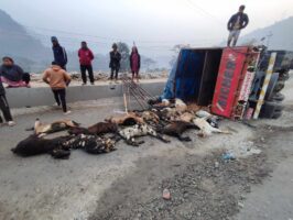 मिनि ट्रक पल्टिँदा १९ वटा खसी बोका मरे