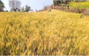कैलालीमा गहुँ उत्पादन घट्यो