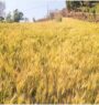 कैलालीमा गहुँ उत्पादन घट्यो