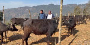 स्वरोजगार बनाउन चार सय राँगा वितरण गरिँदै