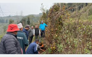 अन्न नउब्जने भिरालोमा ‘वनतरुल’ खेती