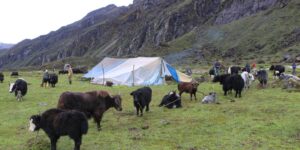 ताप्लेजुङका स्थानीय तह याक प्रवर्द्धनमा जुट्दै