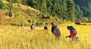 परम्परागत बाली र जैविक कृषिबारे छलफल