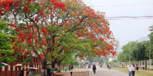 ढकमक्क फुलेका गुलमोहरमा लोभिए पर्यटक