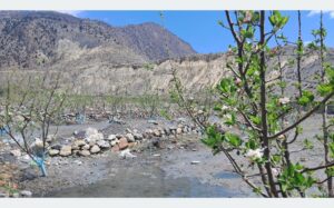 मुस्ताङमा सार्वजनिक जग्गामा स्याउखेती