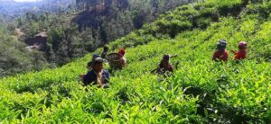बाग्लुङमा रेशमा चियाको व्यावसायिक उत्पादन सुरु