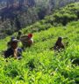 बाग्लुङमा रेशमा चियाको व्यावसायिक उत्पादन सुरु