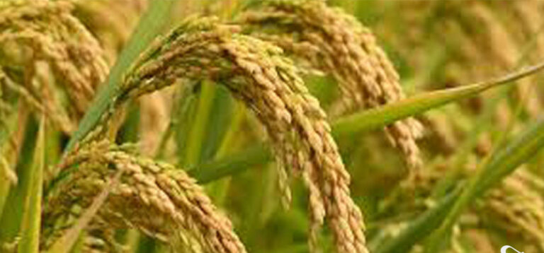 चैते धानको समर्थन मूल्य तोक्न अध्ययन सुरु