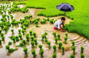 देशभर ९१ प्रतिशत धान रोपाइँ