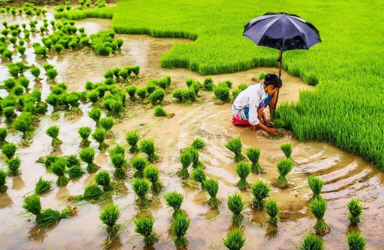 ढिलो मनसुनपछि लुम्बिनीमा धान रोपाइँले लियो गति, २०.५ प्रतिशत क्षेत्रमा रोपाइँ सम्पन्न