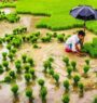 धान दिवसः सिँचाइ सुविधा नहुँदा ५० प्रतिशत पनि रोपाइँ भएन